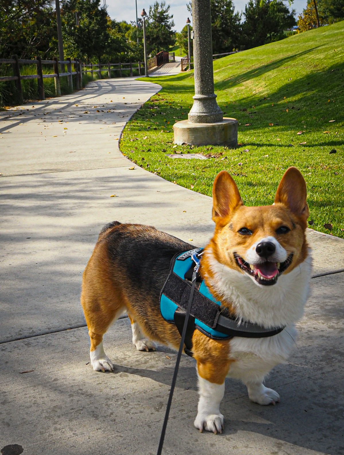 A happy corgi in a blue harness out on a park path