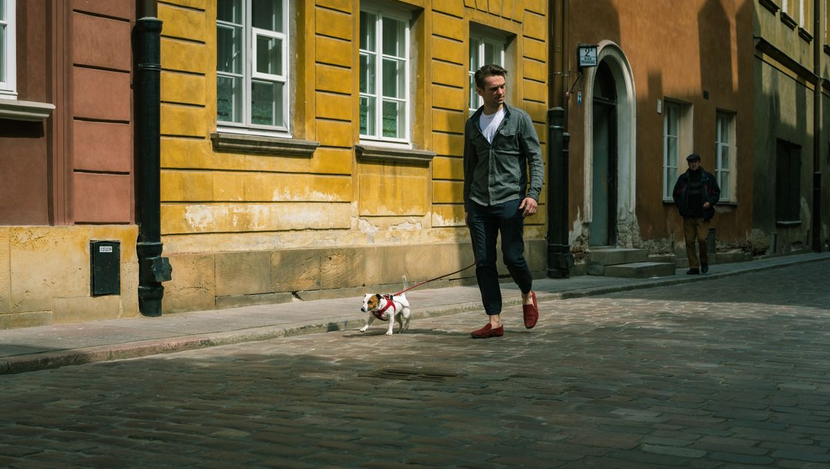 A Jack Russell terrier walking on a lead on a cobblestone street
