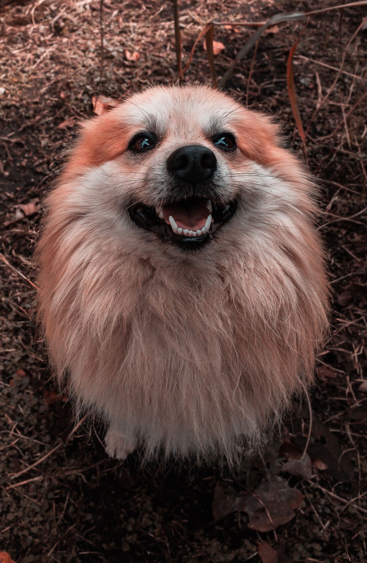 A happy fluffy tan Pomeranian smiling outdoors