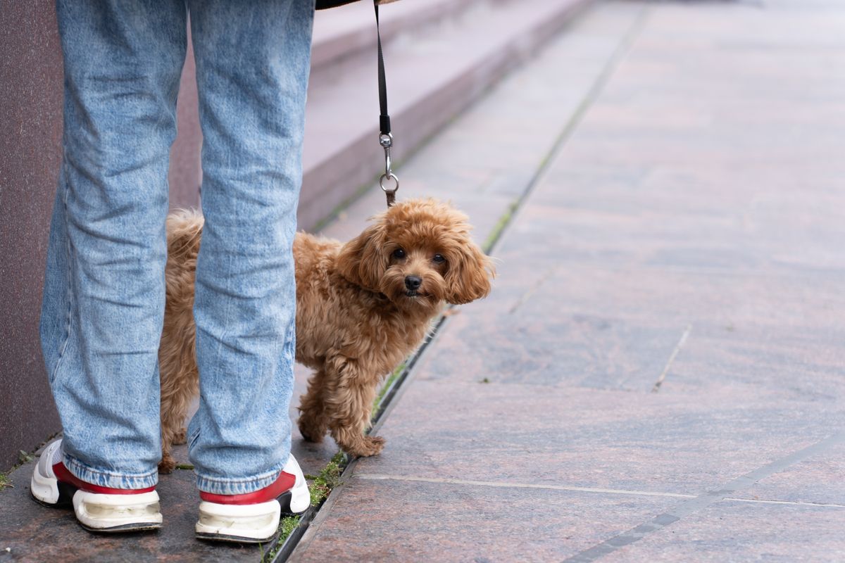 A small curly-haired dog on a lead beside its walker