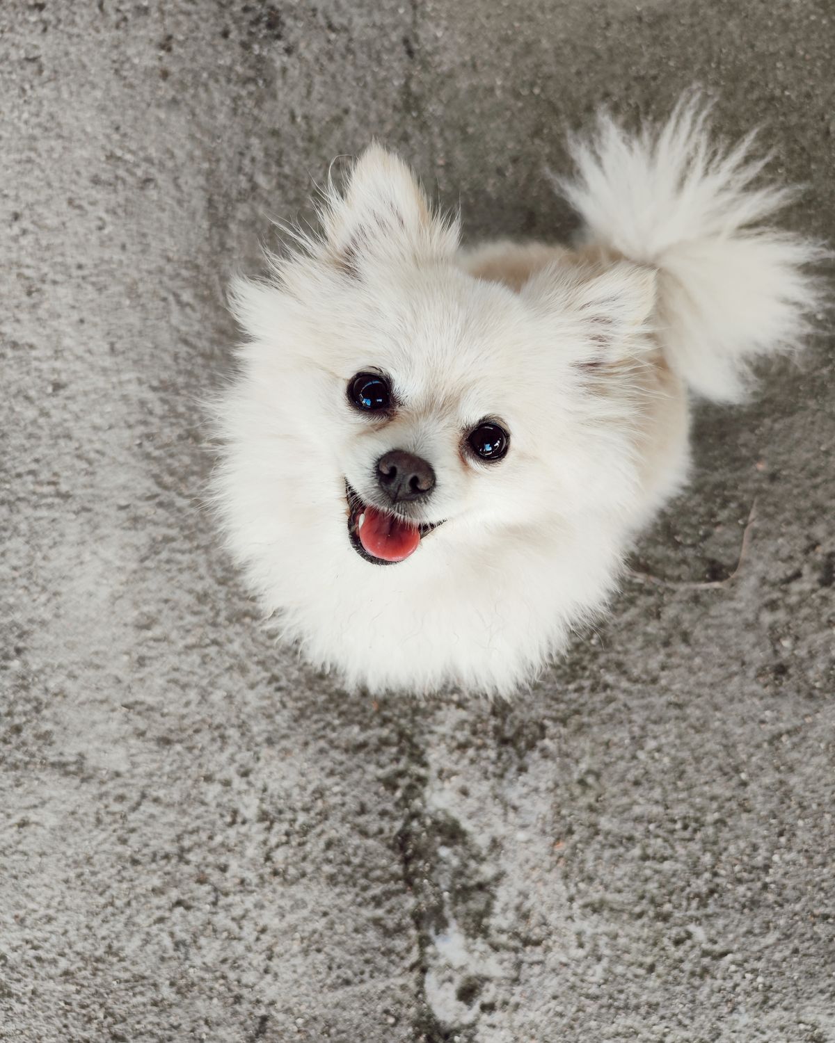A happy white Pomeranian looking up at the camera