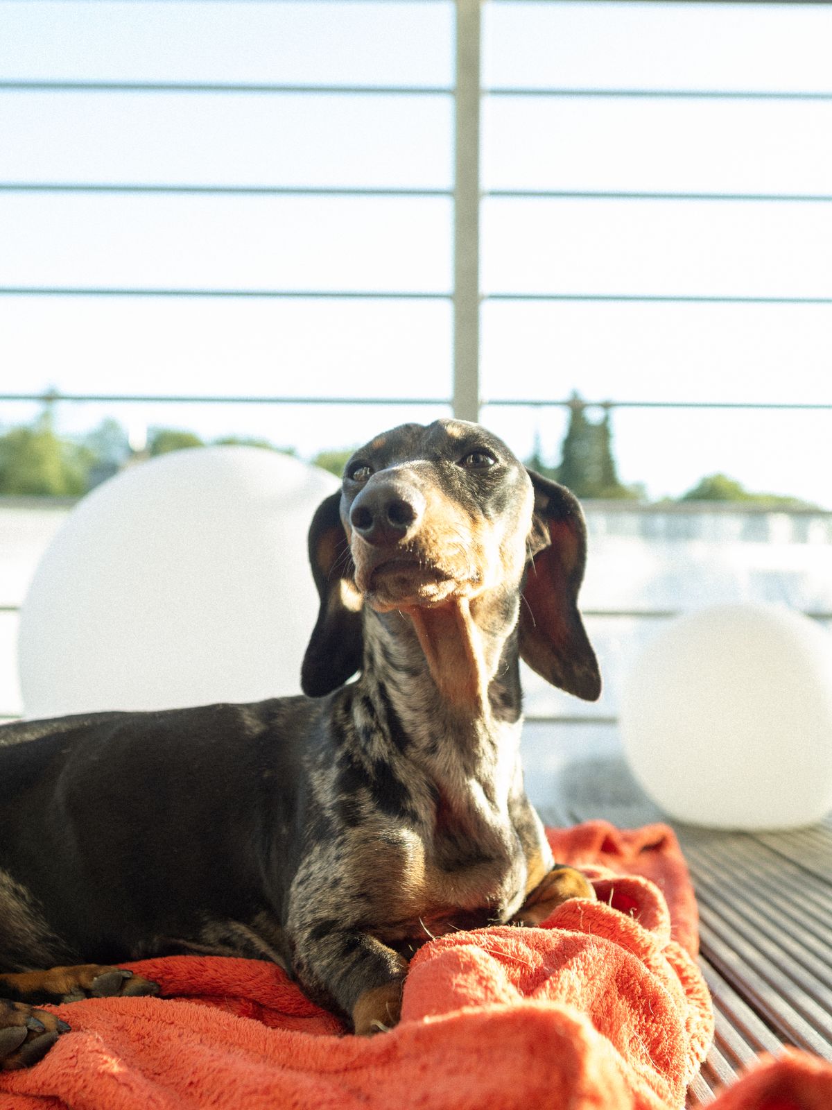A little dachshund relaxing in the sunshine