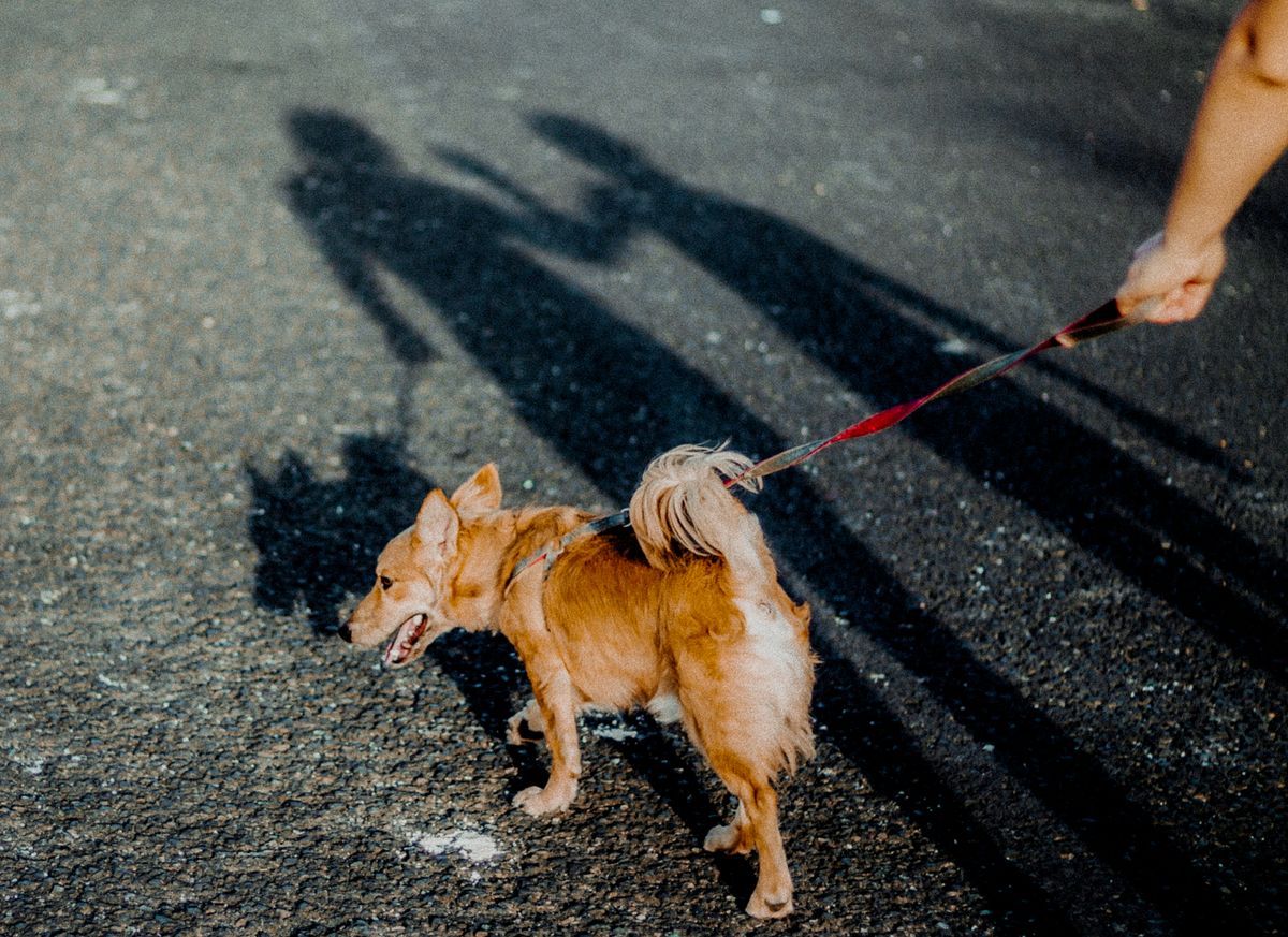 A small tan dog walking on a lead along a sunny path