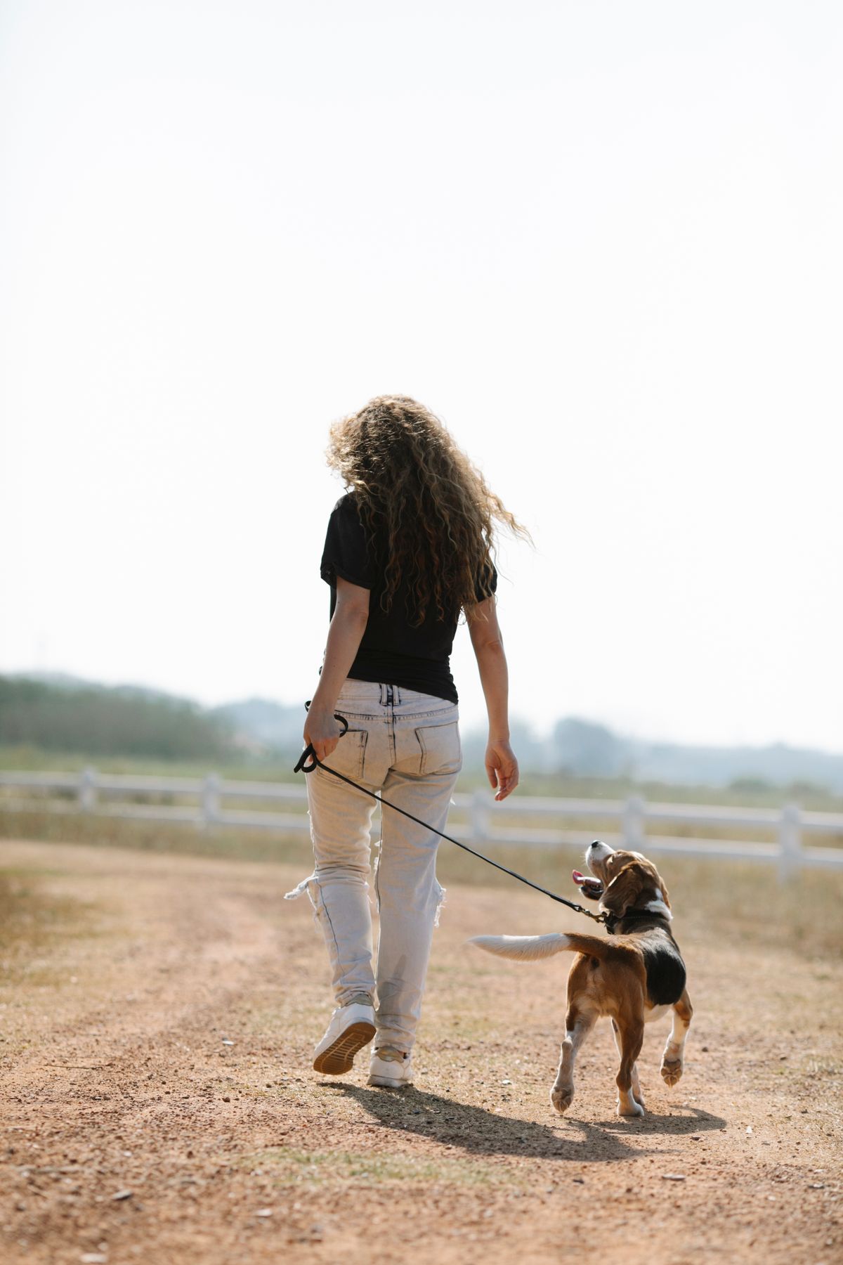A beagle walking on a lead with a woman on a country path