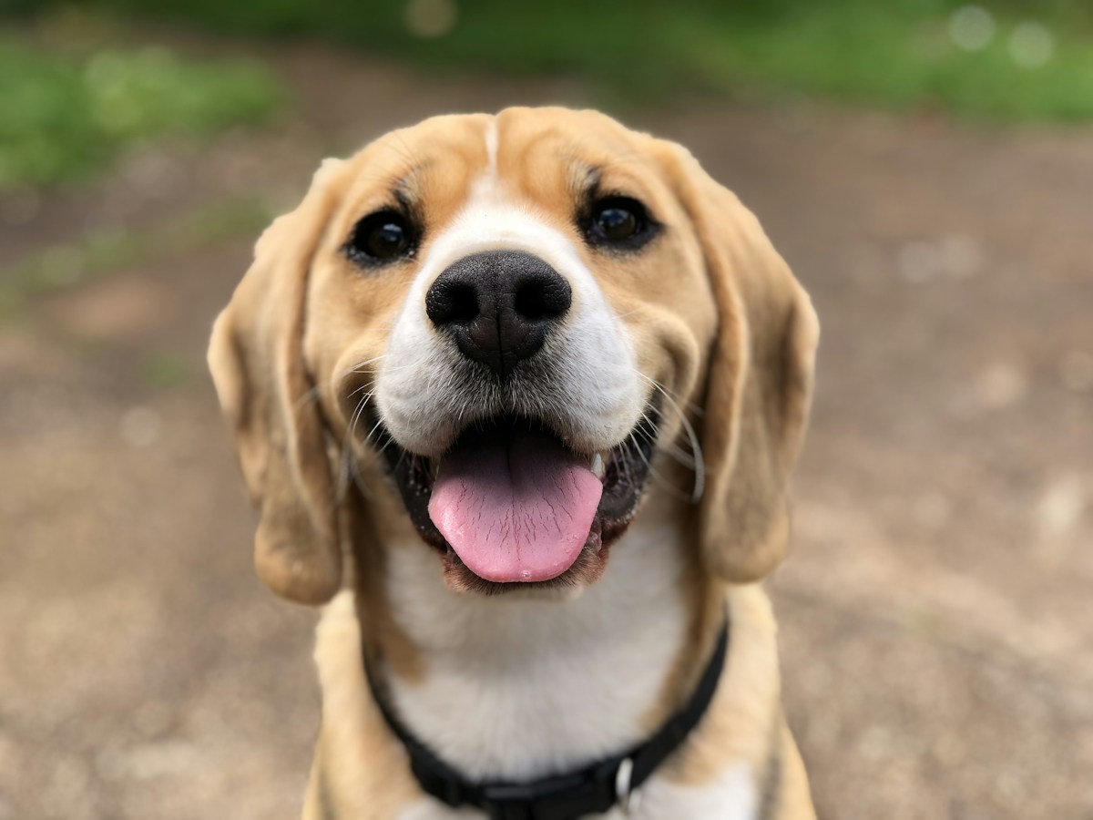 A cheerful beagle smiling outdoors