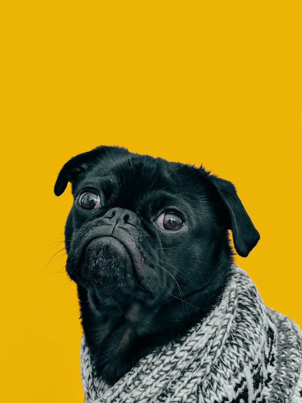 A small black pug in a cosy scarf